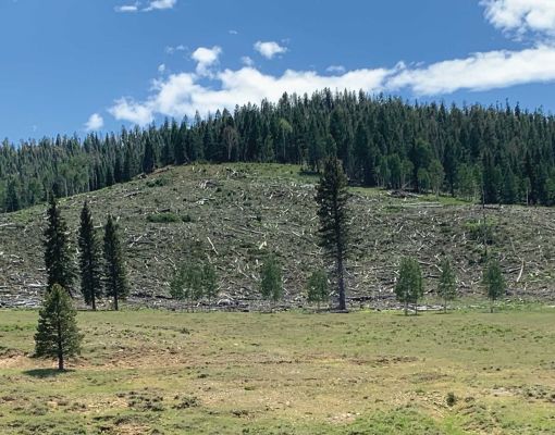 Forest thinning efforts in a mountain habitat with logged trees and clear blue sky.