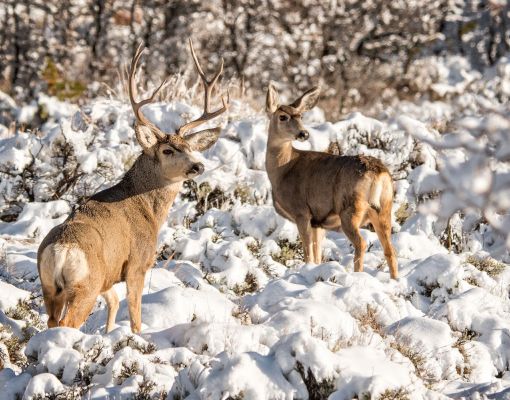 Mule deer buck and doe in snowy landscape