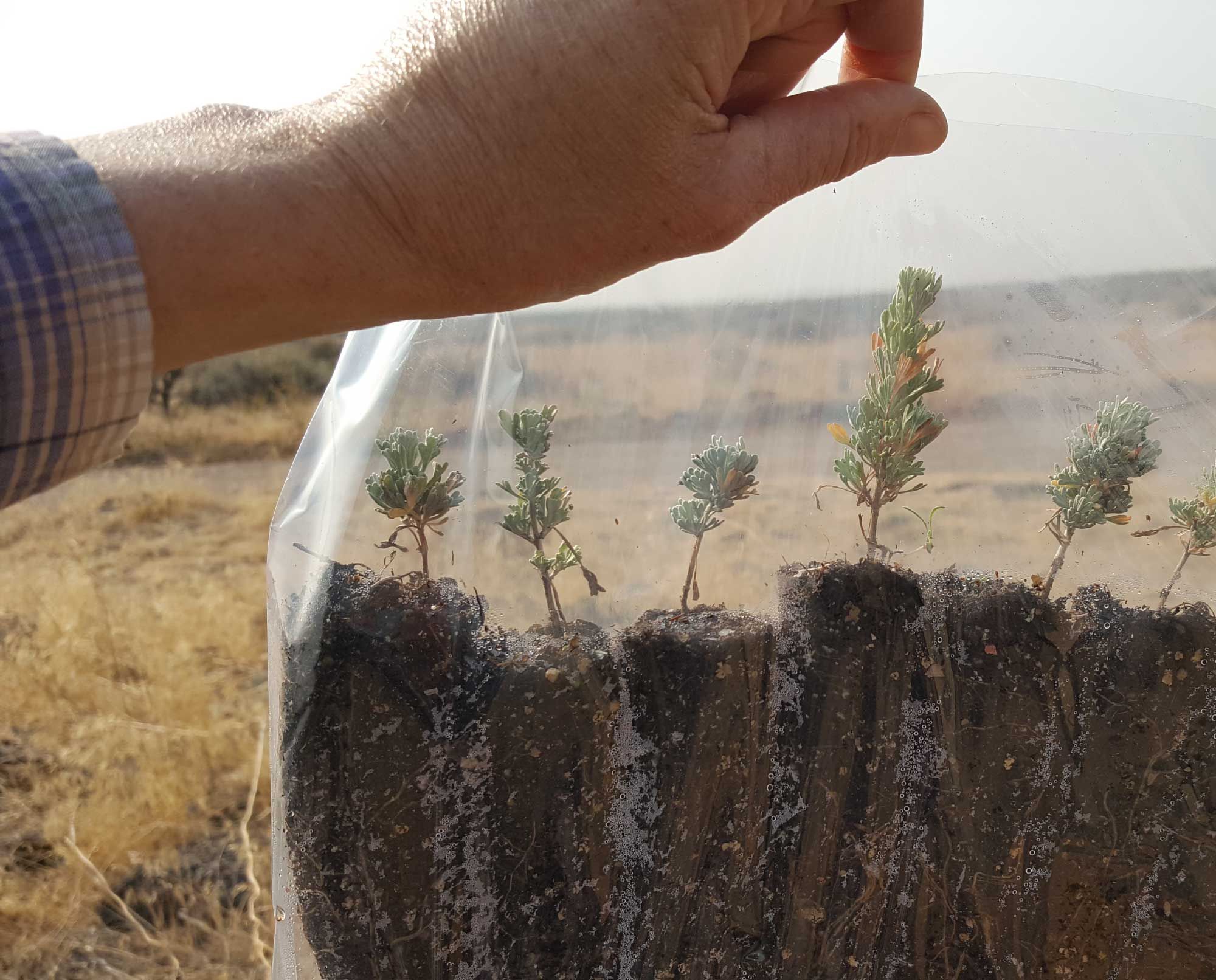 Sagebrush restoration plants held in a plastic bag