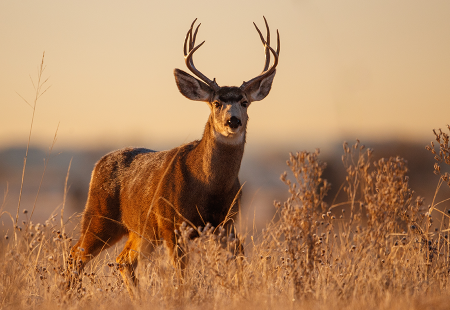 Mule deer buck standing in tall grass during sunset.