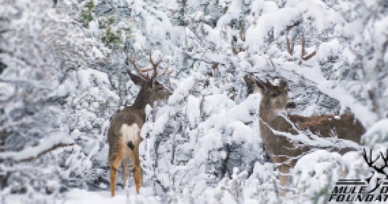 Two mule deer bucks in a snowy forest setting