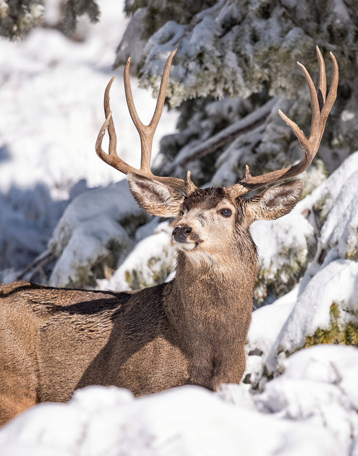 Mule deer buck in a snowy forest setting