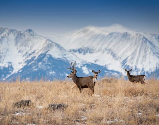 Mule deer bucks in a high mountain meadow with snow-capped peaks