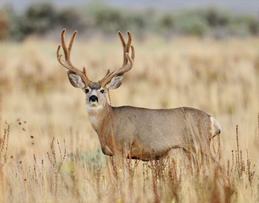 Mule deer buck standing in a grassland setting.
