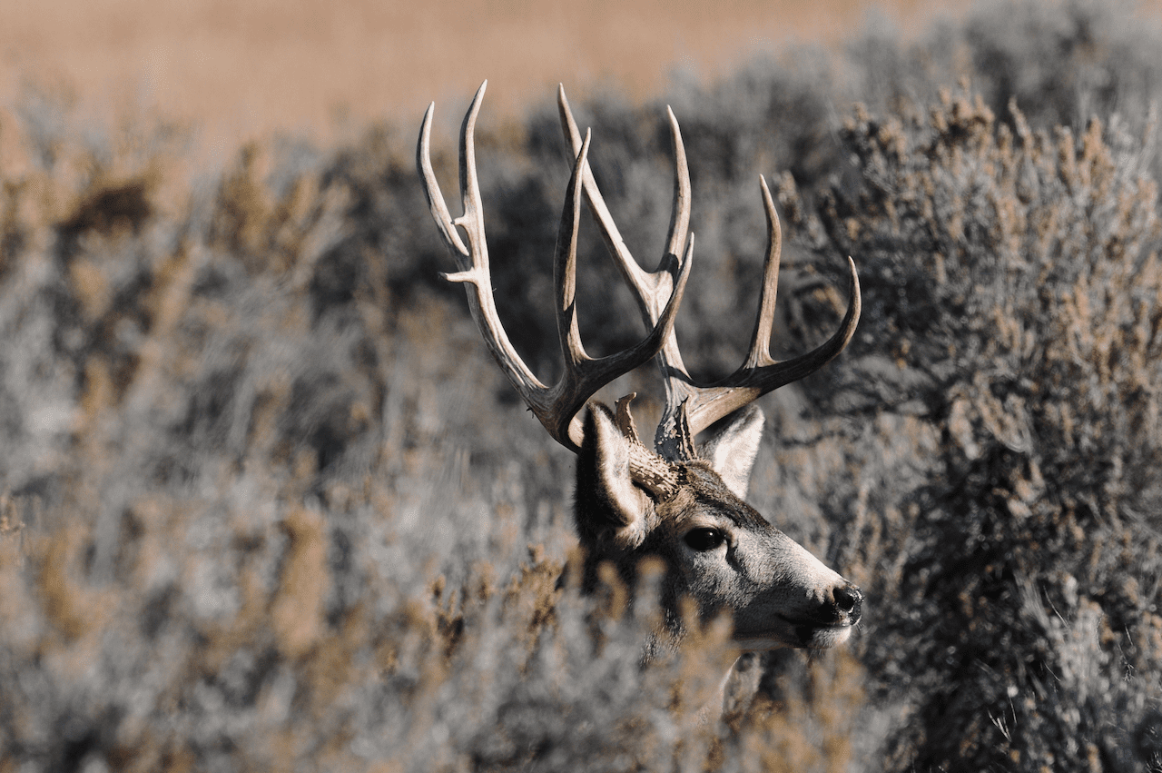 Mule deer buck in sagebrush habitat