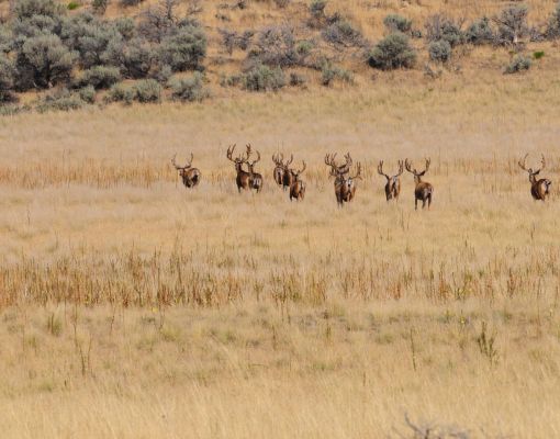 Group of mule deer bucks standing in a meadow.