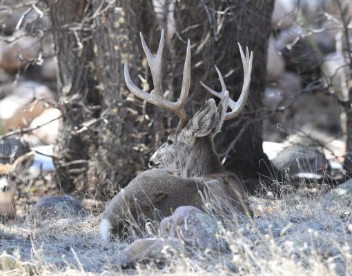 Mule deer buck resting in a natural setting