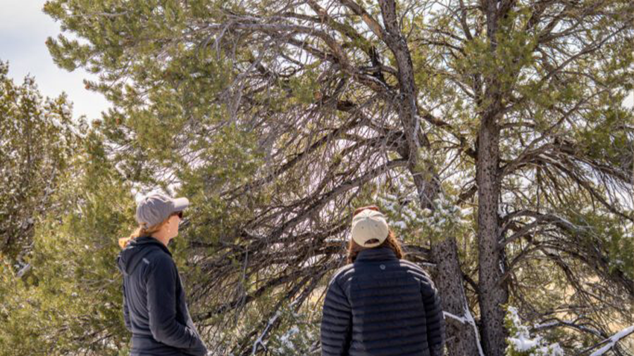 Two women observing tall coniferous trees in a natural setting.
