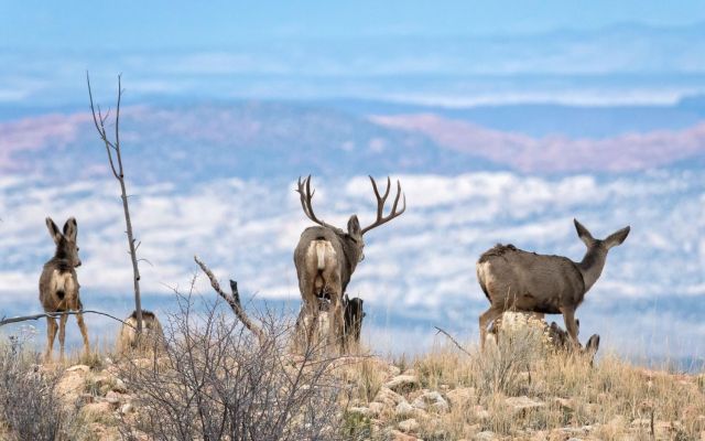 A group of mule deer on a hillside with mountains in the background.
