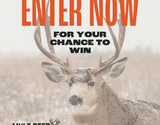 Mule deer buck in winter setting with snowflakes