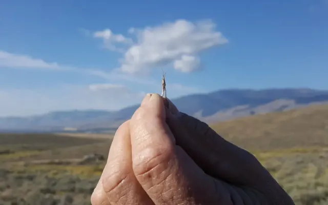Hand holding a small insect with mountain backdrop.