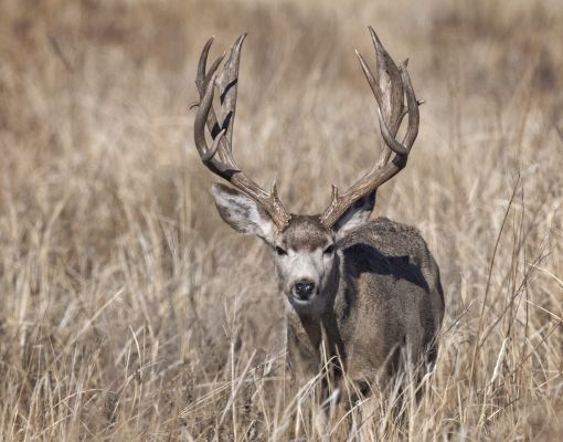 Mule deer buck standing in a field of grass
