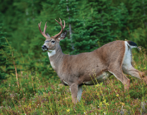 Black-tailed deer in the woods