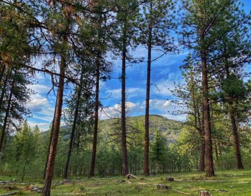 Pine forest with mountain backdrop and blue sky.