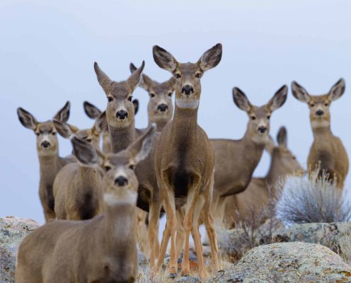 Group of mule deer in natural habitat