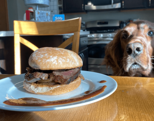 Dog watching a beef sandwich on a plate in a kitchen setting.