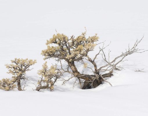 Sagebrush in a snowy landscape
