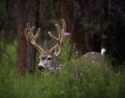 Mule deer buck standing among wildflowers in a forested area.