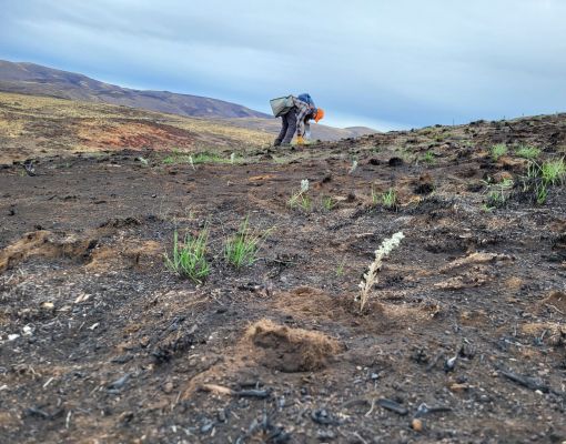 Volunteers engaged in habitat restoration in a burned area.