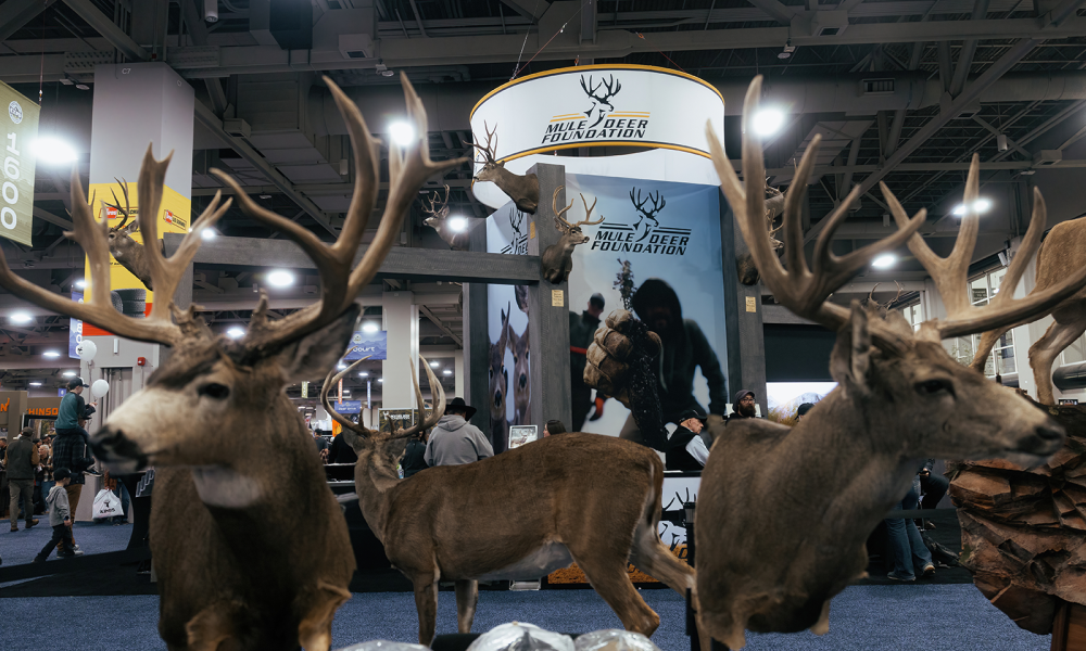 Exhibit showcasing mule deer at the Mule Deer Foundation event.