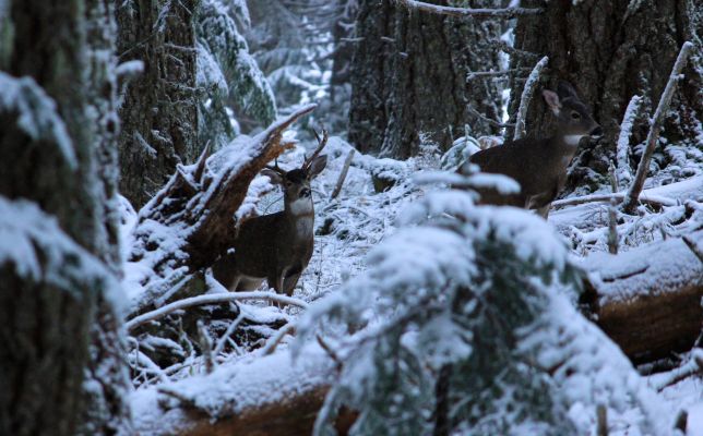 Mule deer fawns in a snowy forest setting.