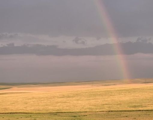 Mule deer grazing in an open field with a rainbow in the background.