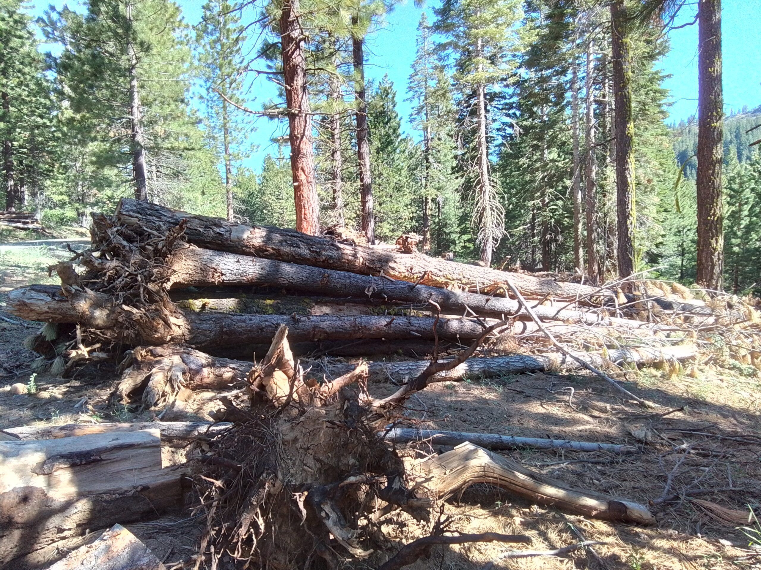 Fallen logs in a forest setting