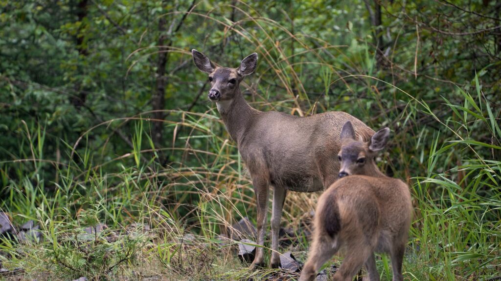 Mule deer doe and fawn in a forest setting