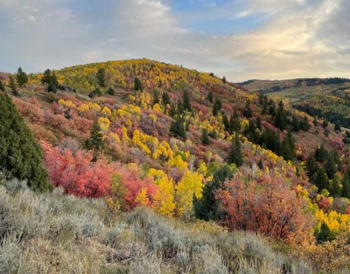 Colorful autumn foliage on a mountain hillside