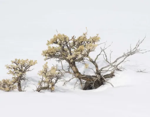 Sagebrush in a snowy winter landscape