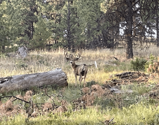 Mule deer buck standing in a forested area.