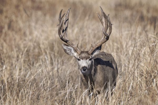 Mule deer buck standing in a field of grass