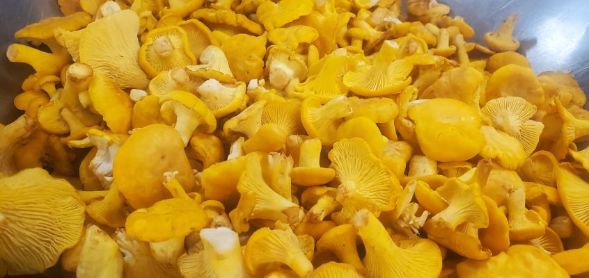 Freshly harvested chanterelle mushrooms in a bowl.