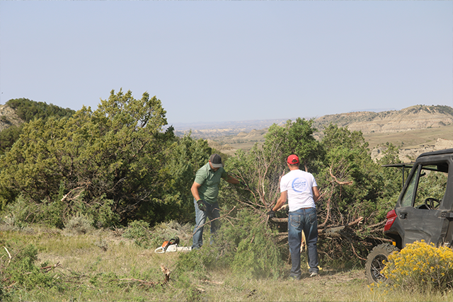 Two volunteers working on habitat restoration in northern plains