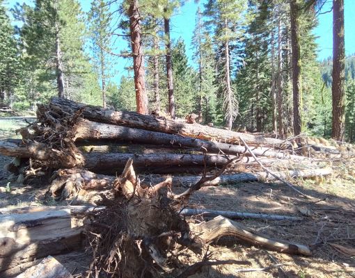 Fallen logs in a forest setting