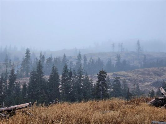 Misty forest landscape featuring conifer trees and dry grass.