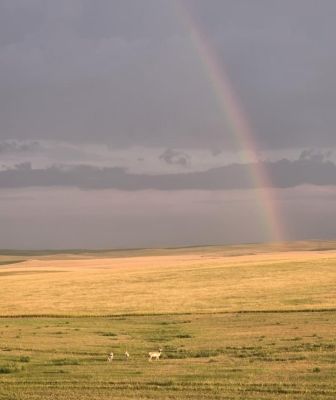 Mule deer grazing in an open field with a rainbow in the background.