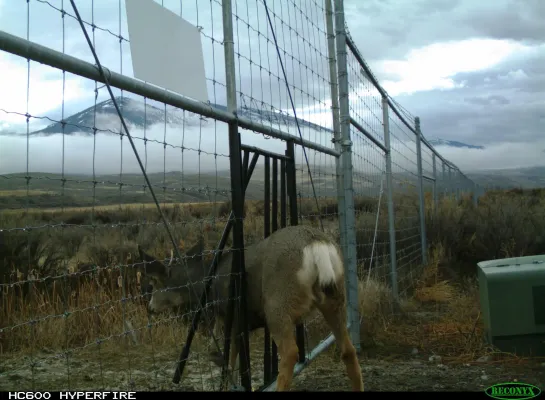 Mule deer near a fence in a mountainous region.