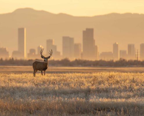 Mule deer buck standing in a field with city skyline in the background