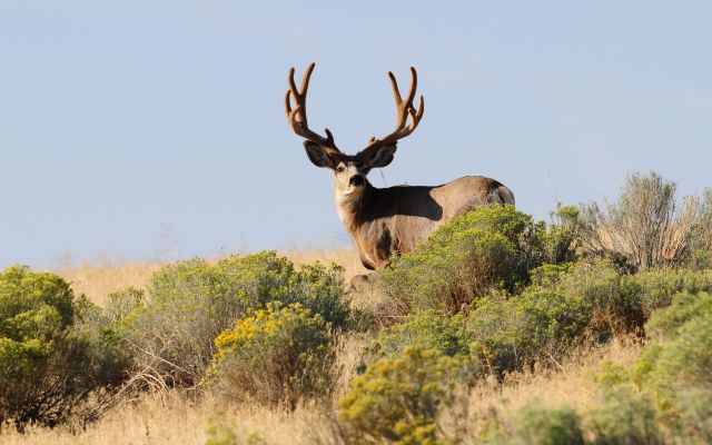 Mule deer buck standing in sagebrush habitat