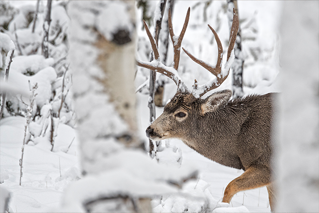 Mule deer buck in snowy forest setting.