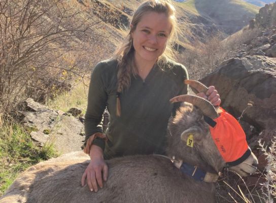 Researcher with collared bighorn sheep in mountainous landscape.