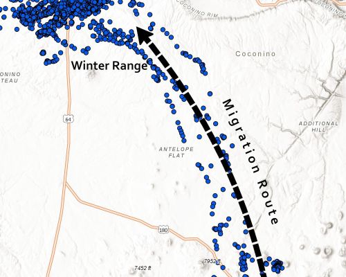 Map showing mule deer migration route and winter range in Coconino