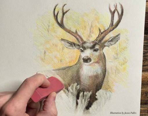 Image of a mule deer drawing that is being erased