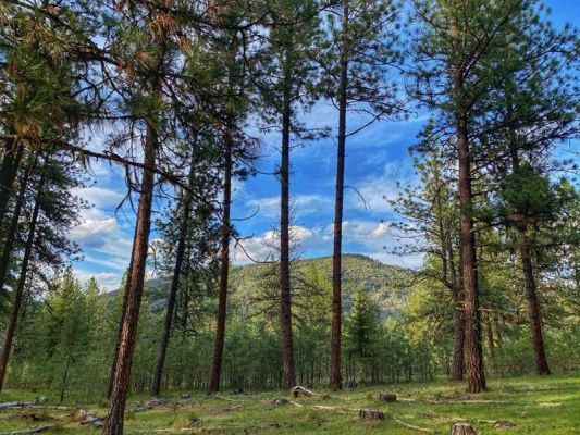 Pine forest with mountain backdrop and blue sky.