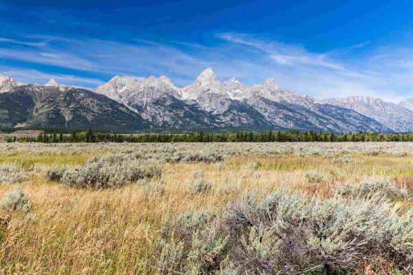 Sagebrush habitat in Grand Teton National Park with mountain backdrop.