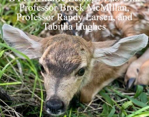 Close-up of a mule deer fawn resting in grass.