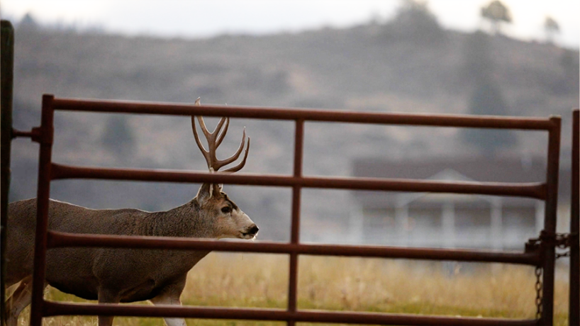 Mule deer buck walking near a fence in a meadow setting.