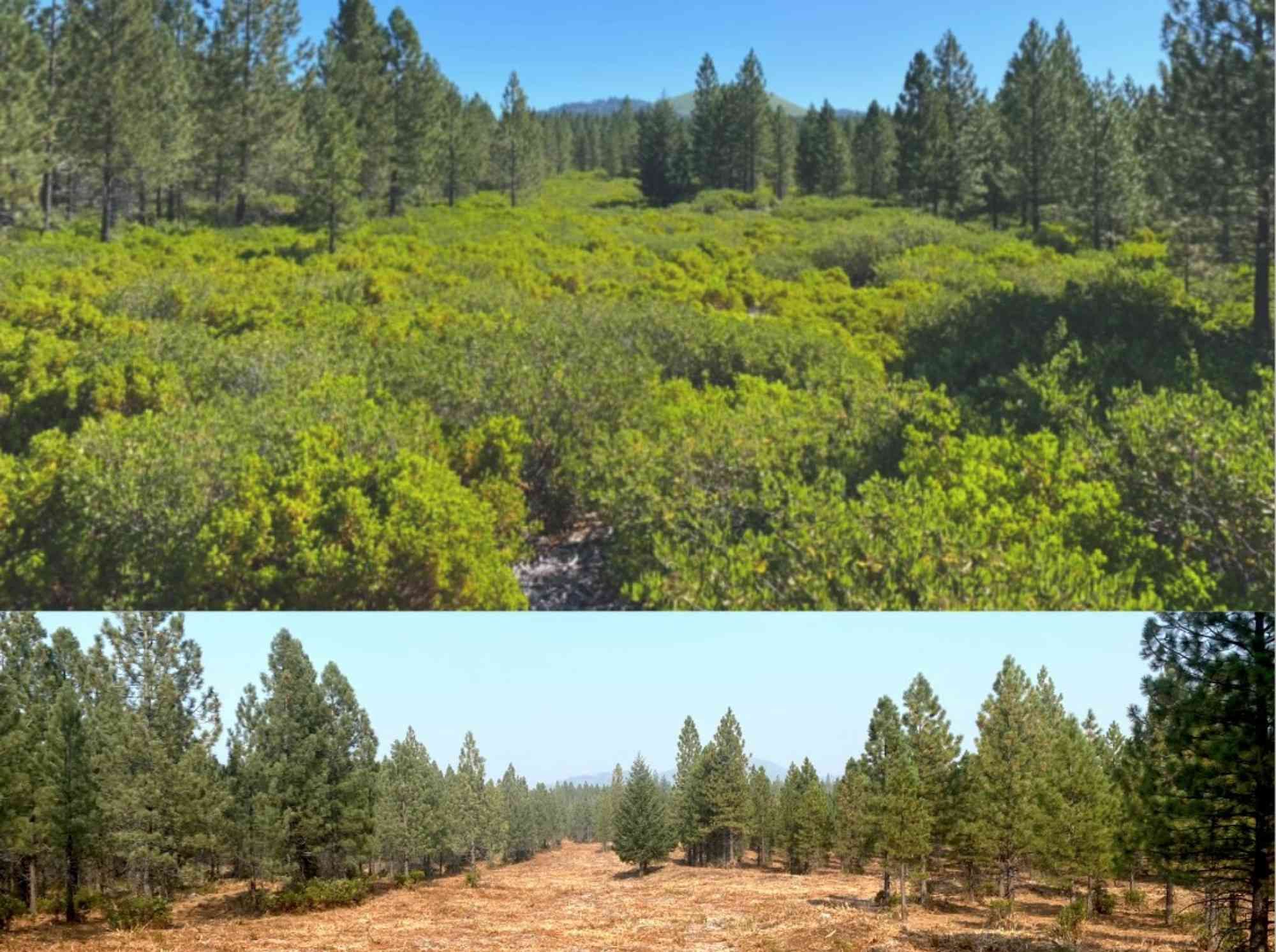 Before and after images of habitat restoration in a pine forest.