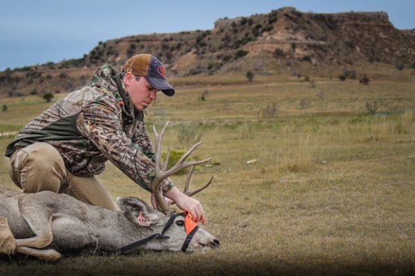 Man tagging a mule deer in a grassy setting for conservation efforts.
